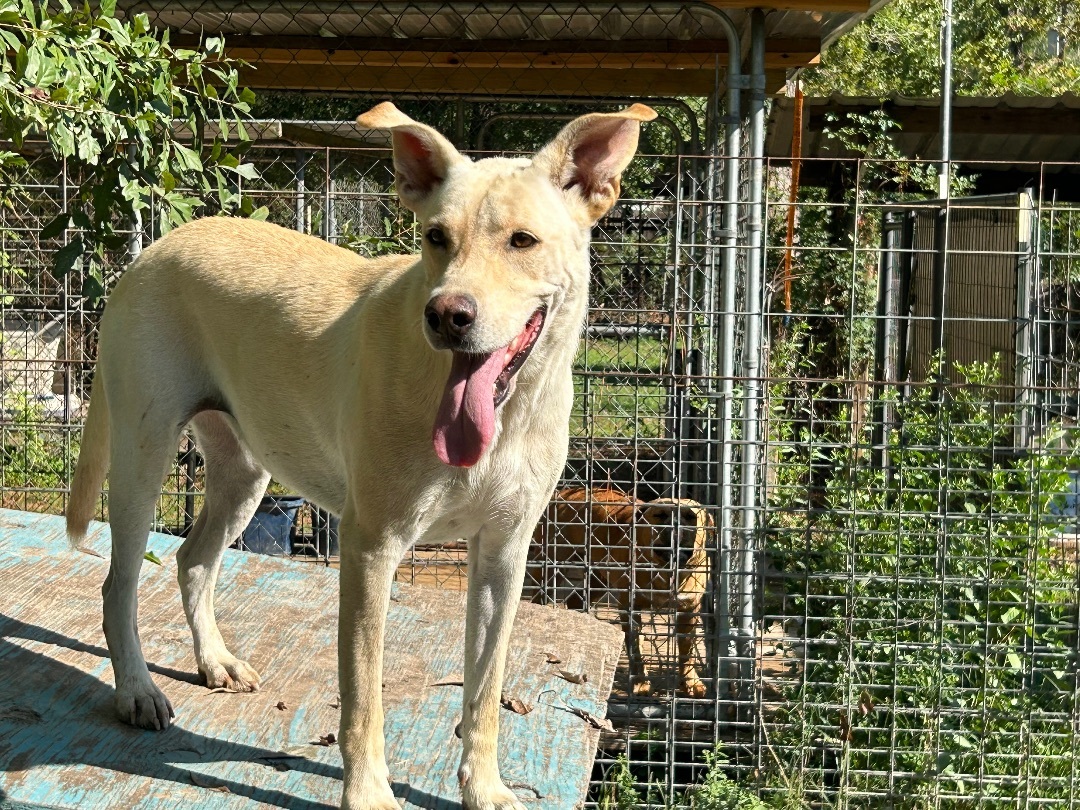 Enlarge REBA, a Adoptable mixed breed in Kingwood, TX image 4/5