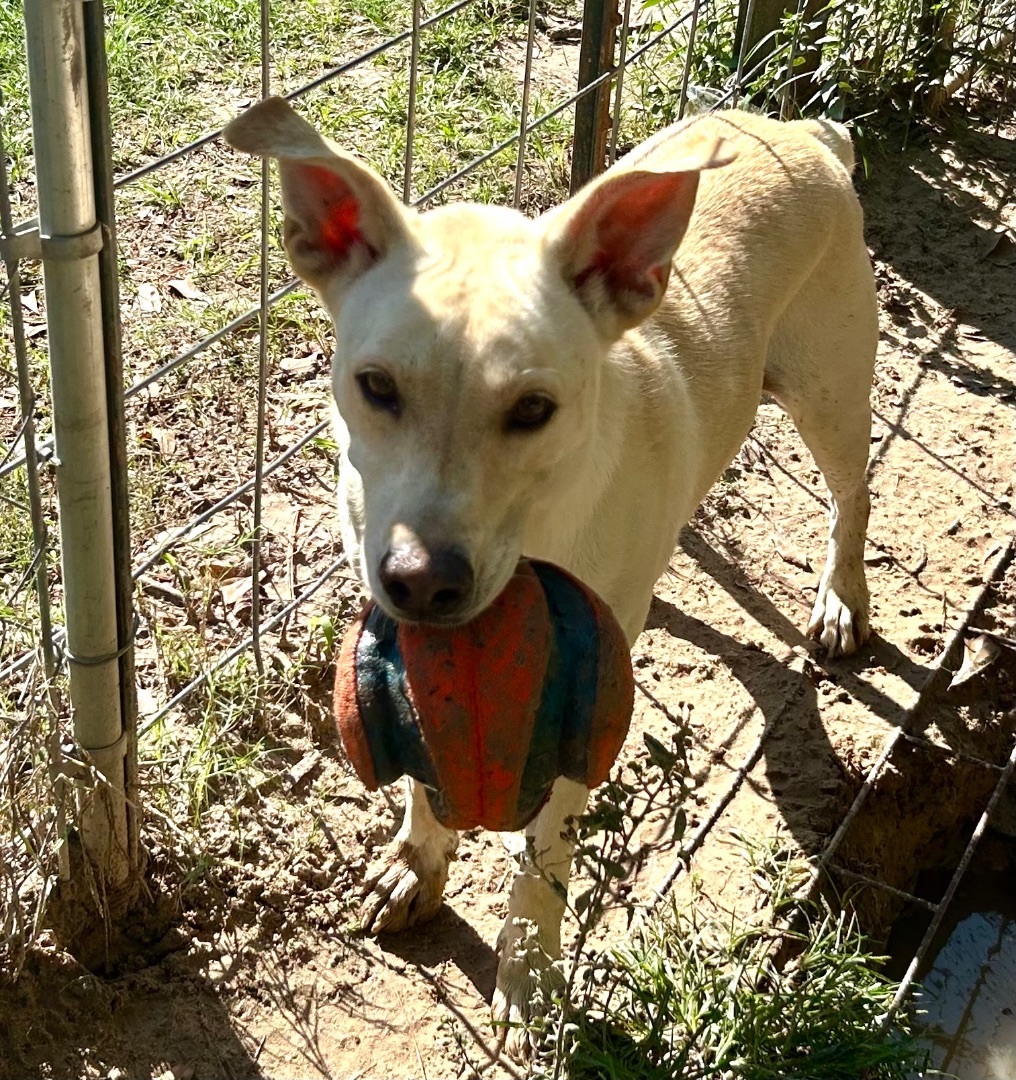 Enlarge REBA, a Adoptable mixed breed in Kingwood, TX image 5/5