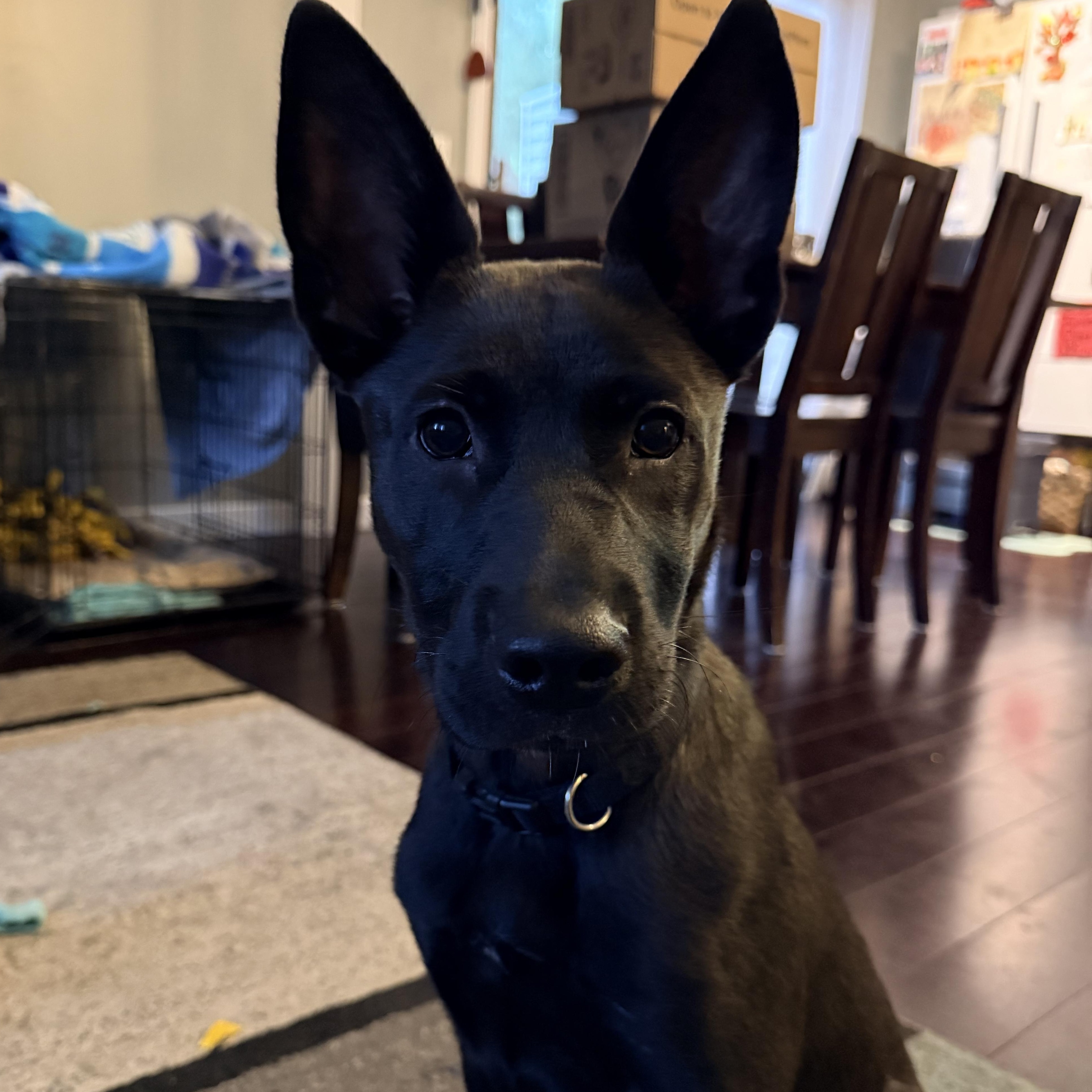 Yelena, Adoptable, Puppy Female Belgian Shepherd / Malinois & Australian Cattle Dog / Blue Heeler.