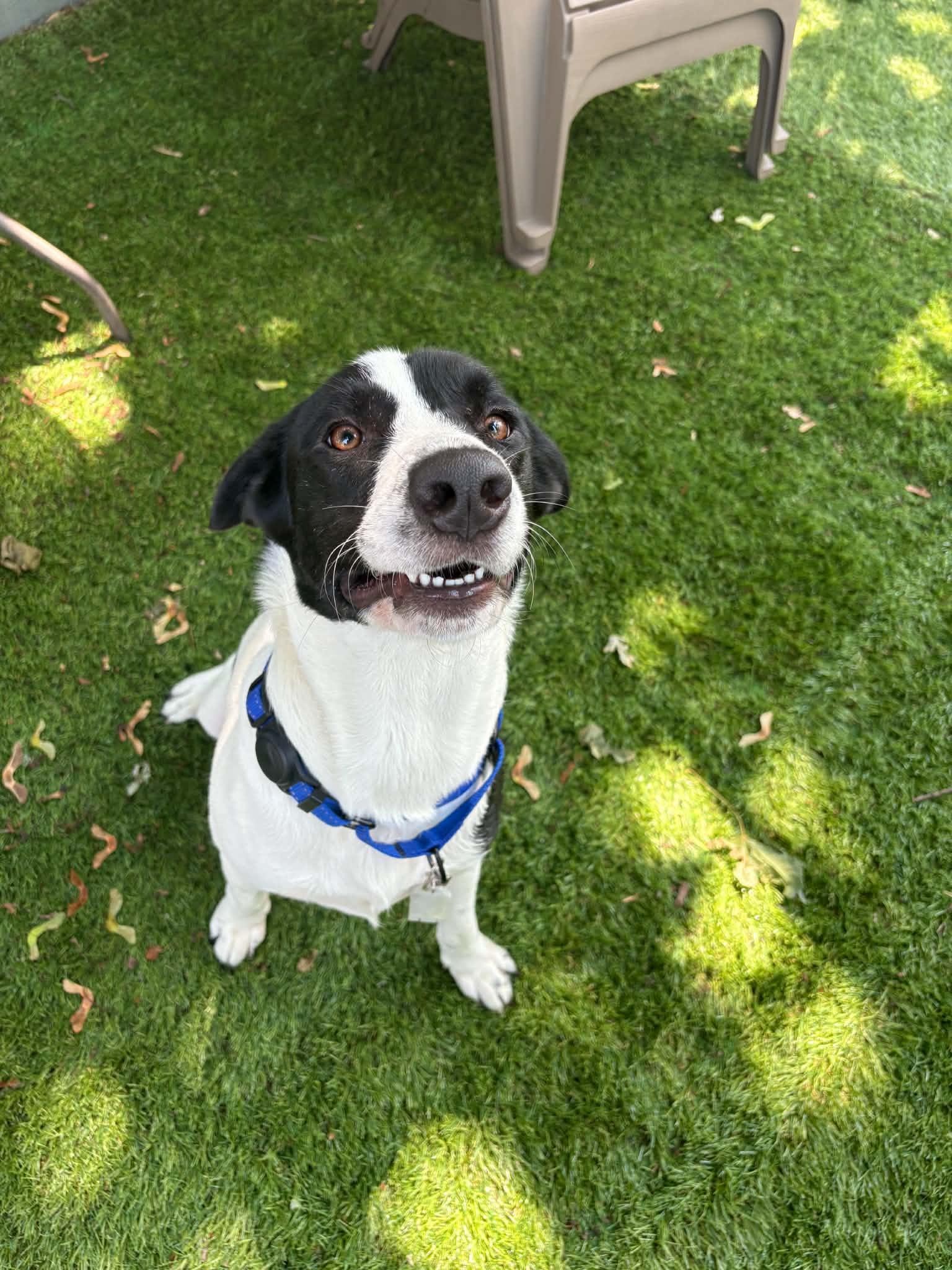 Enlarge Diesel, a ADOPTABLE mixed breed in Grand Rapids, MI image 1/5