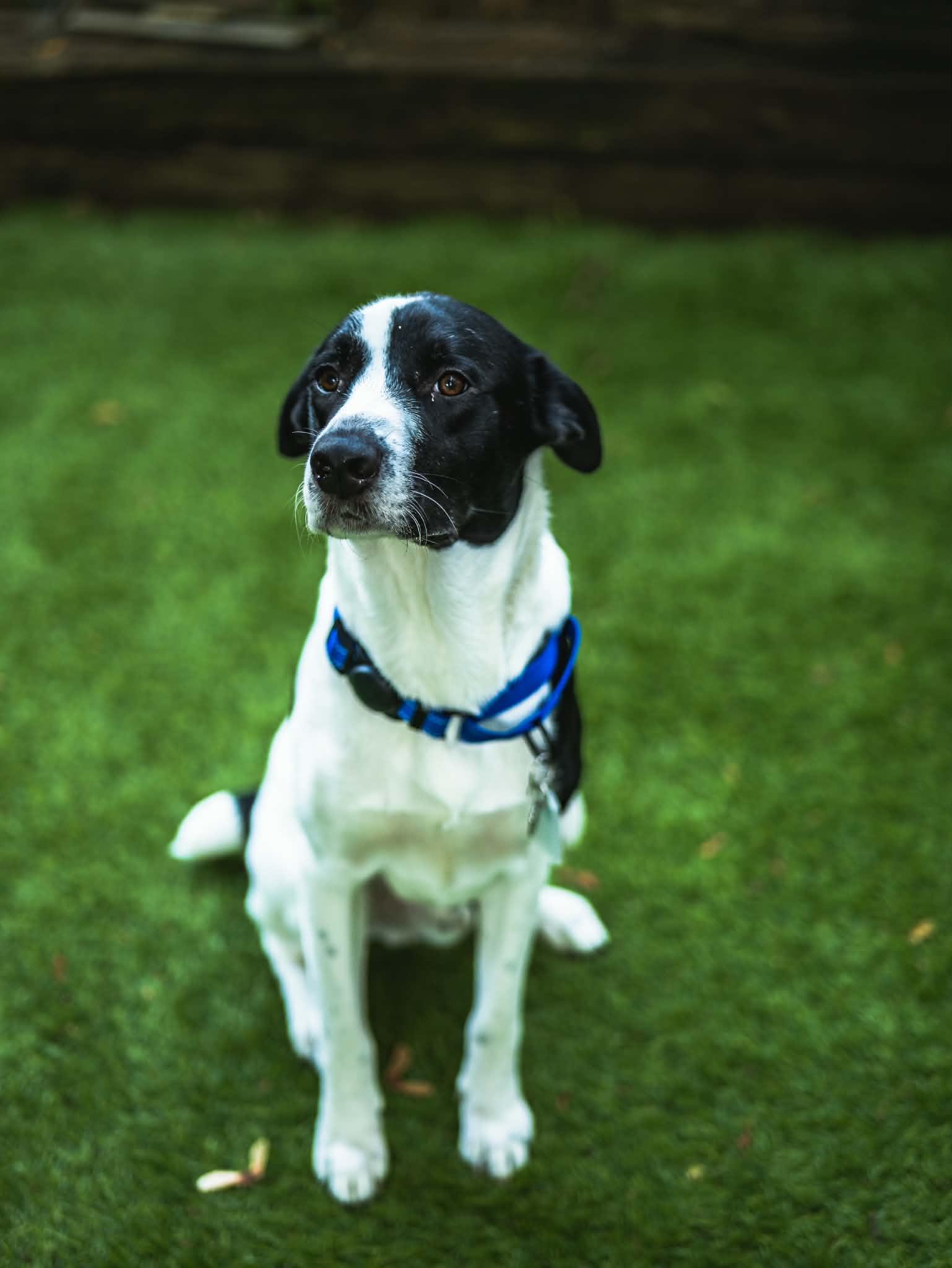 Enlarge Diesel, a ADOPTABLE mixed breed in Grand Rapids, MI image 3/5