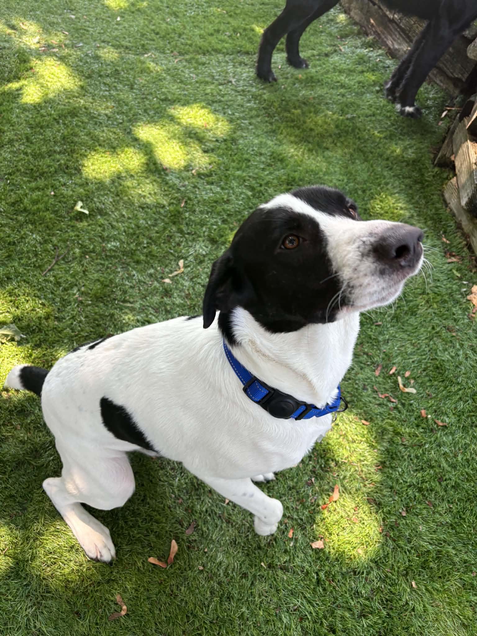Enlarge Diesel, a ADOPTABLE mixed breed in Grand Rapids, MI image 5/5