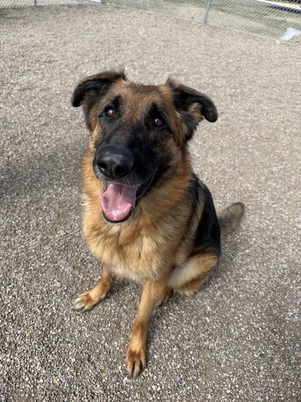 Enlarge Pinky, a Adoptable mixed breed in Great Falls, MT image 1/1