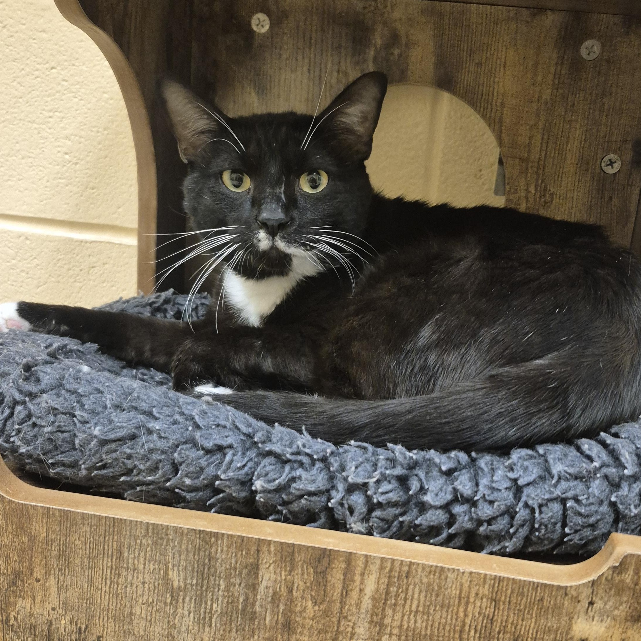 Shelob, ADOPTABLE, Adult Male Domestic Short Hair.