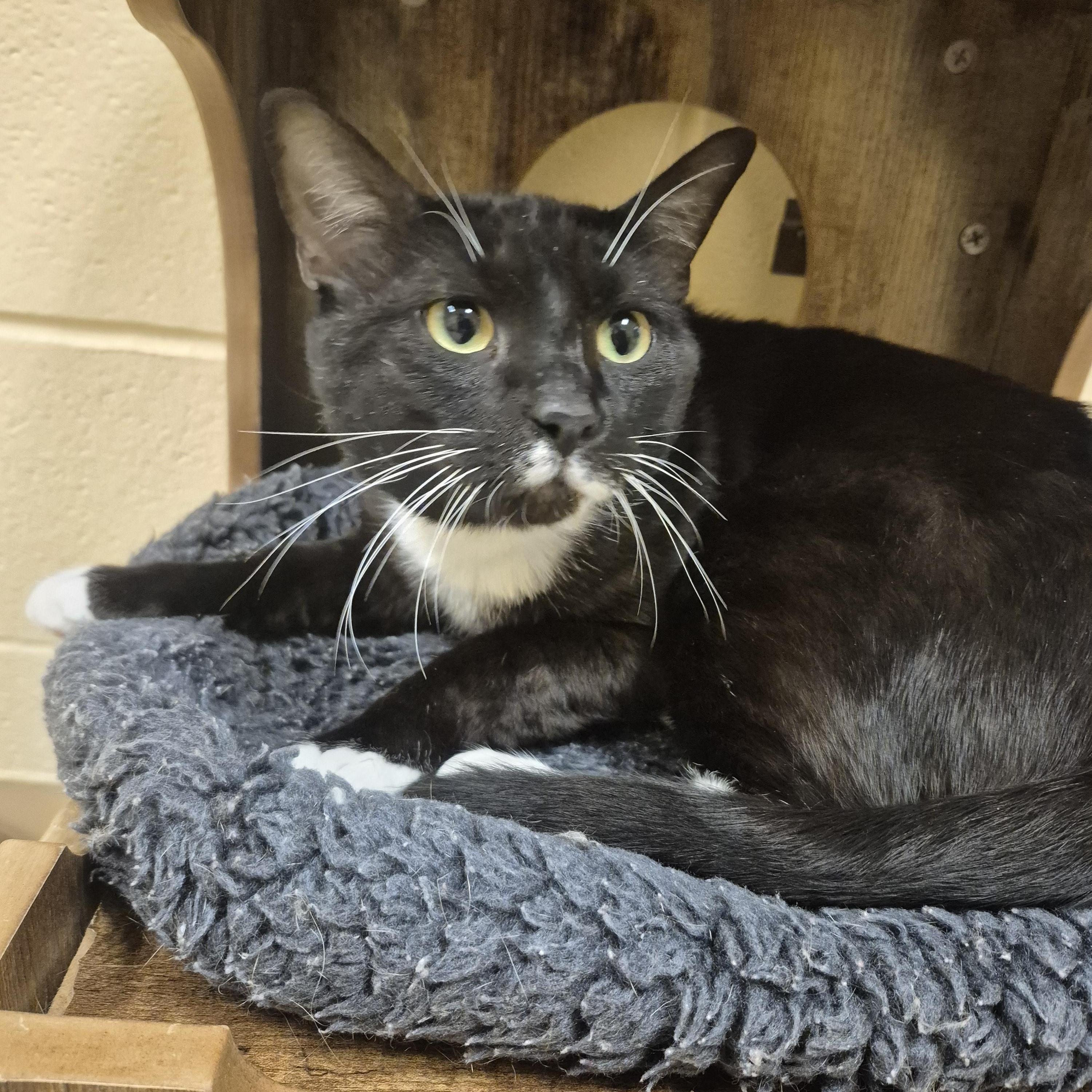 Shelob, a ADOPTABLE Domestic Short Hair in Schertz, TX image 2/2