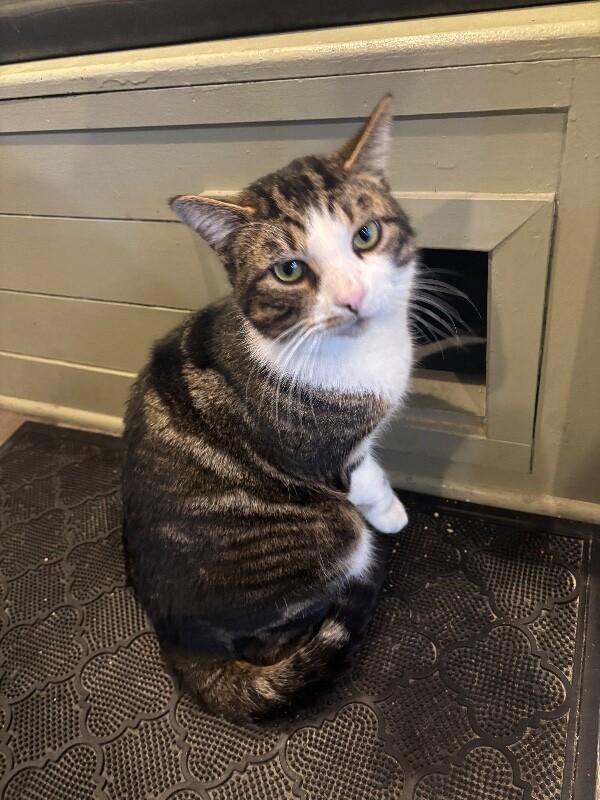 Elvis, Adoptable, Adult Male Domestic Short Hair.