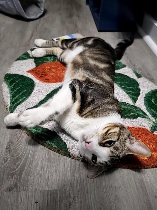 Enlarge Elvis, a Adoptable Domestic Short Hair in Grand Rapids, MI image 2/2