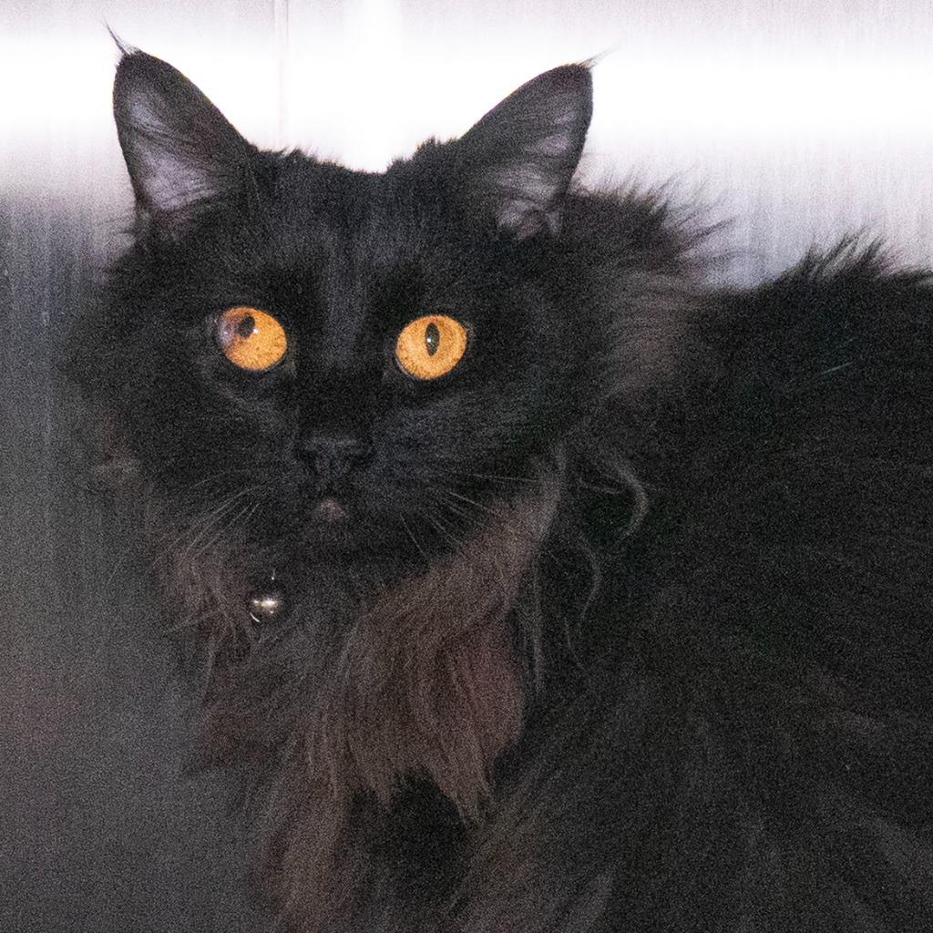 Enlarge Florida (& Emcee), a Adoptable mixed breed in Shoreline, WA image 2/3