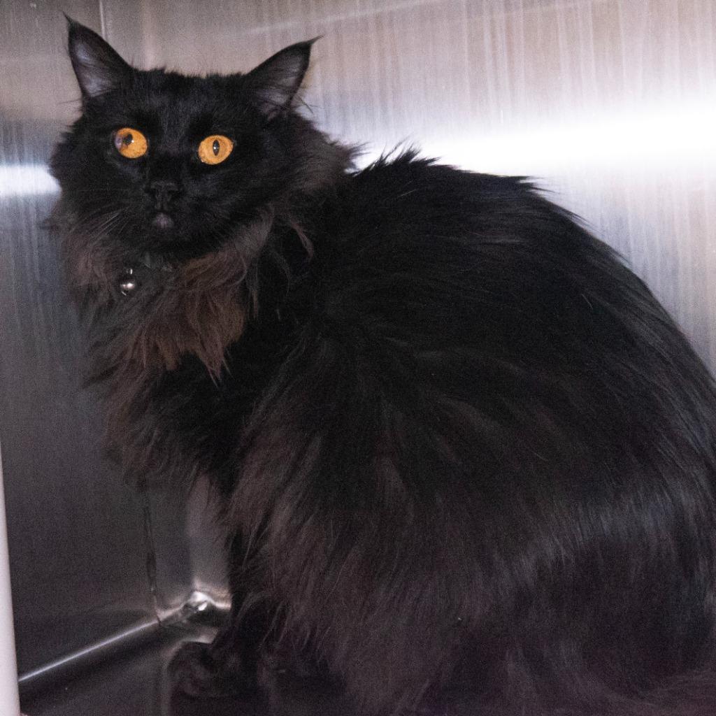 Enlarge Florida (& Emcee), a Adoptable mixed breed in Shoreline, WA image 3/3