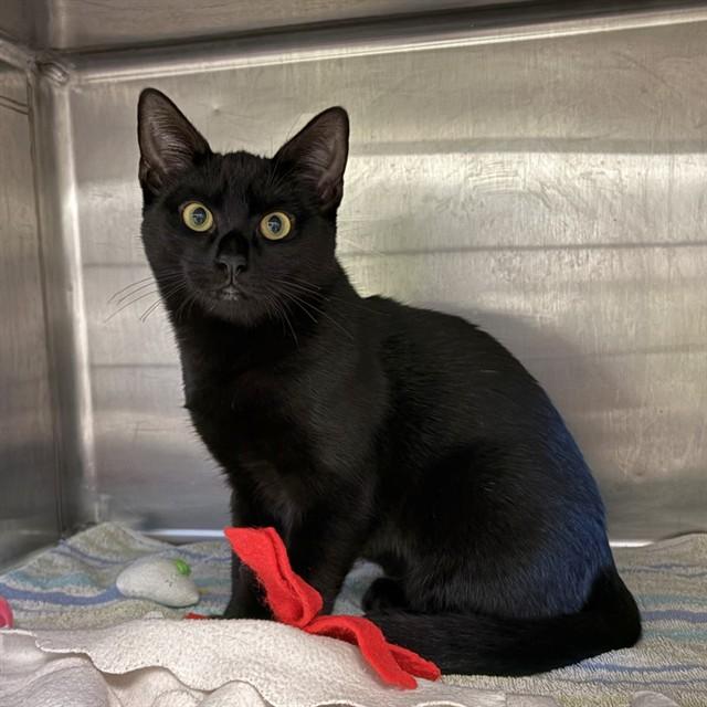 MAVIS, Adoptable, Kitten Female Domestic Medium Hair.