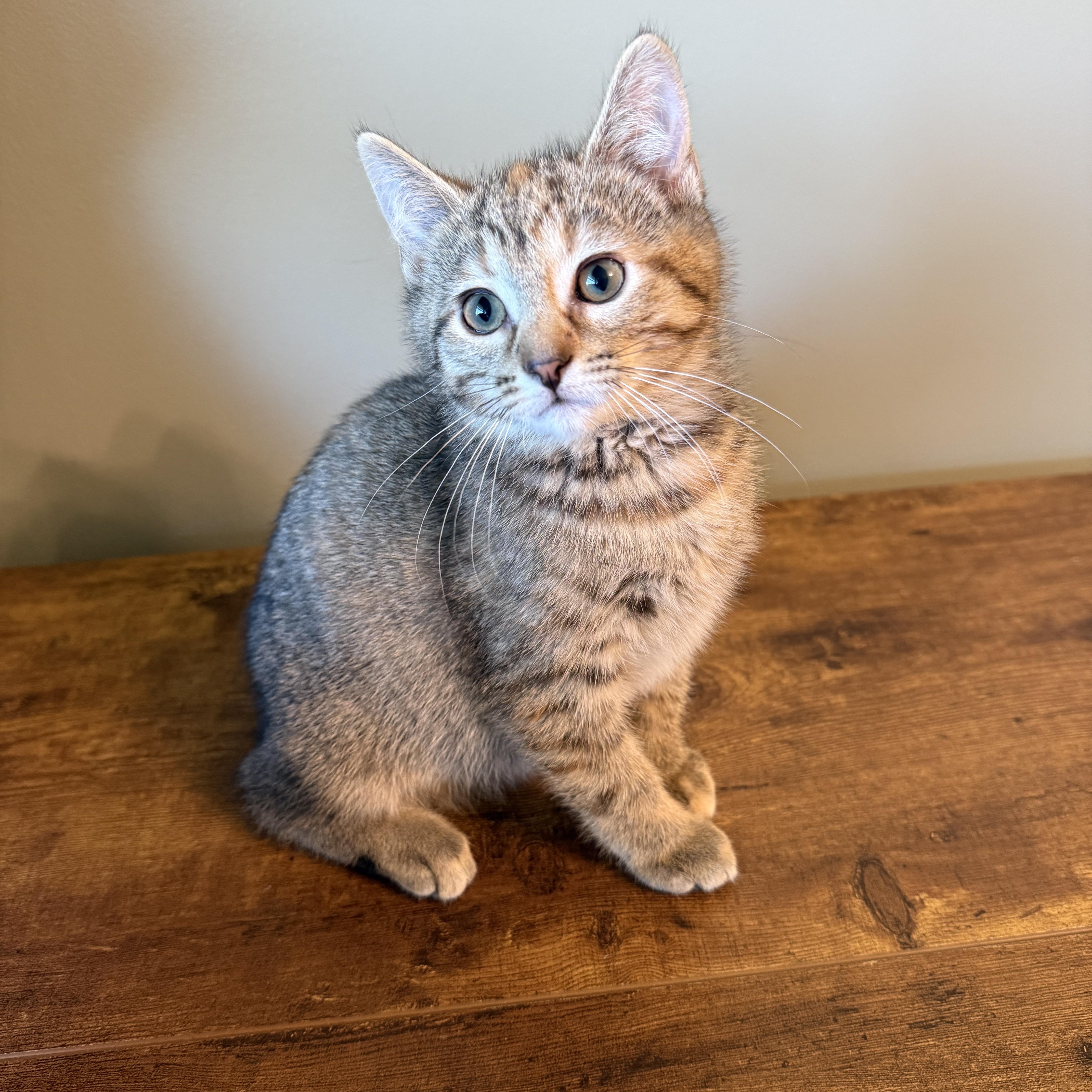 Enlarge Jackie, a Adoptable Domestic Short Hair in Hartville, OH image 1/5