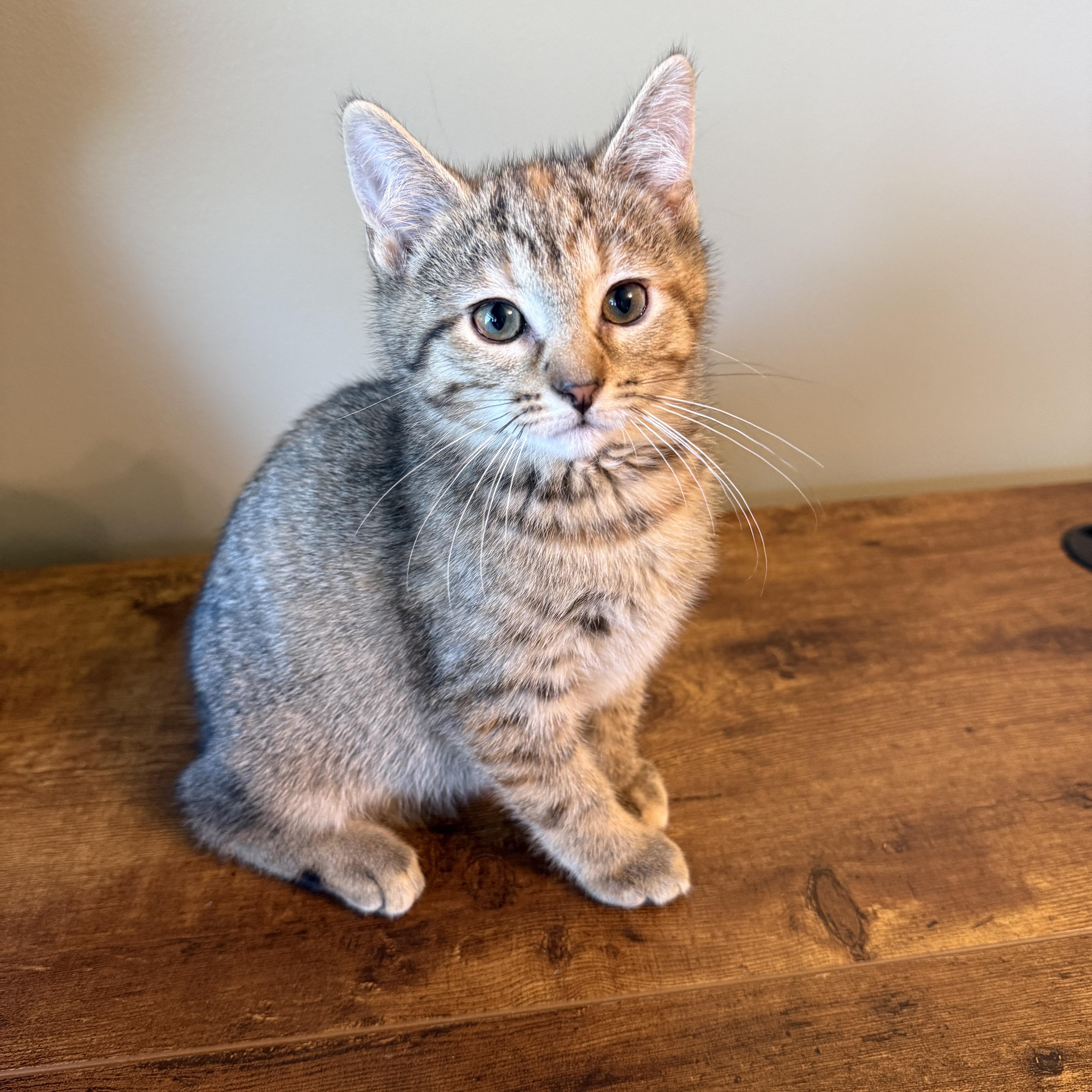 Enlarge Jackie, a Adoptable Domestic Short Hair in Hartville, OH image 2/5