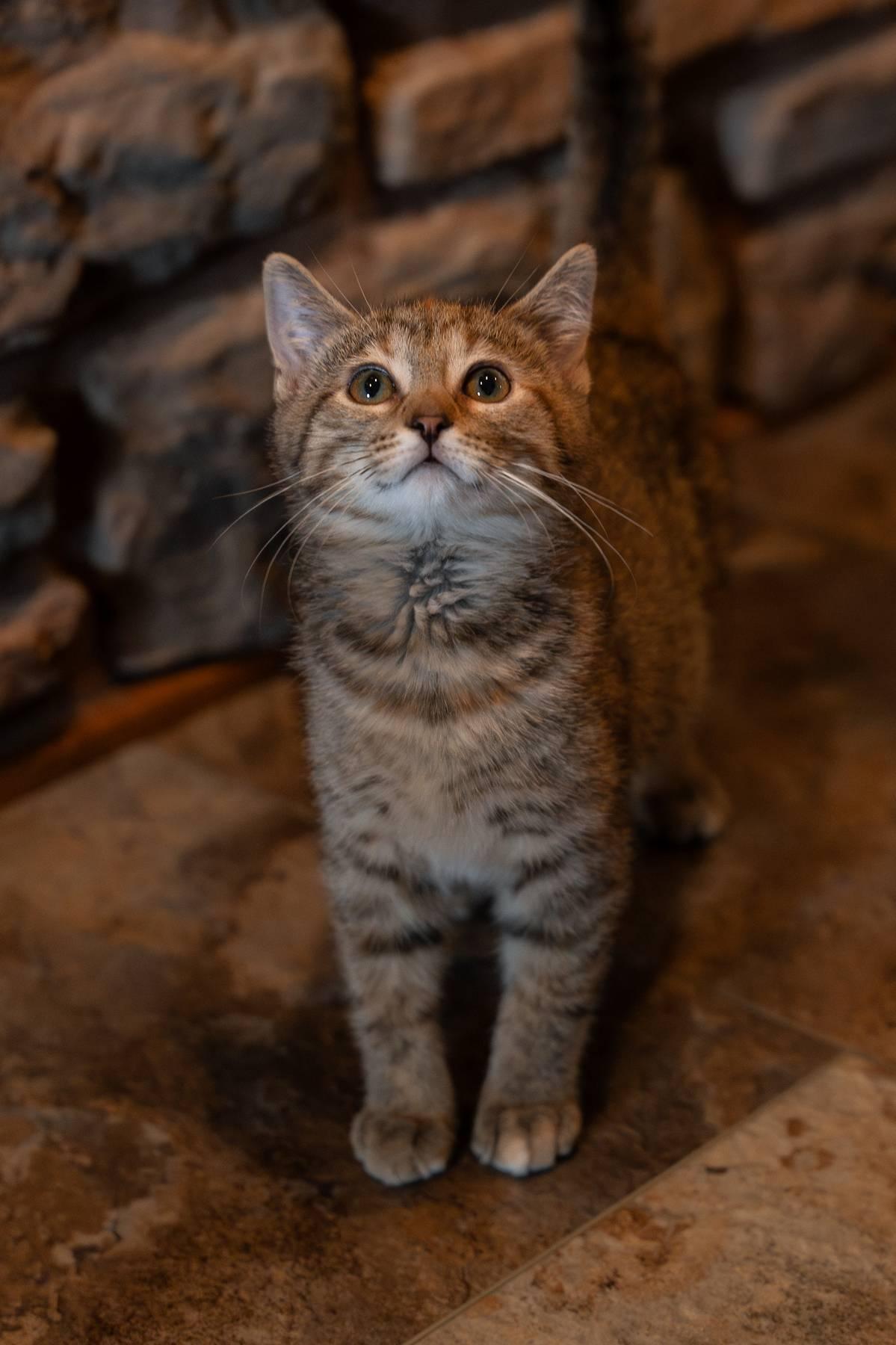 Enlarge Jackie, a Adoptable Domestic Short Hair in Hartville, OH image 3/5