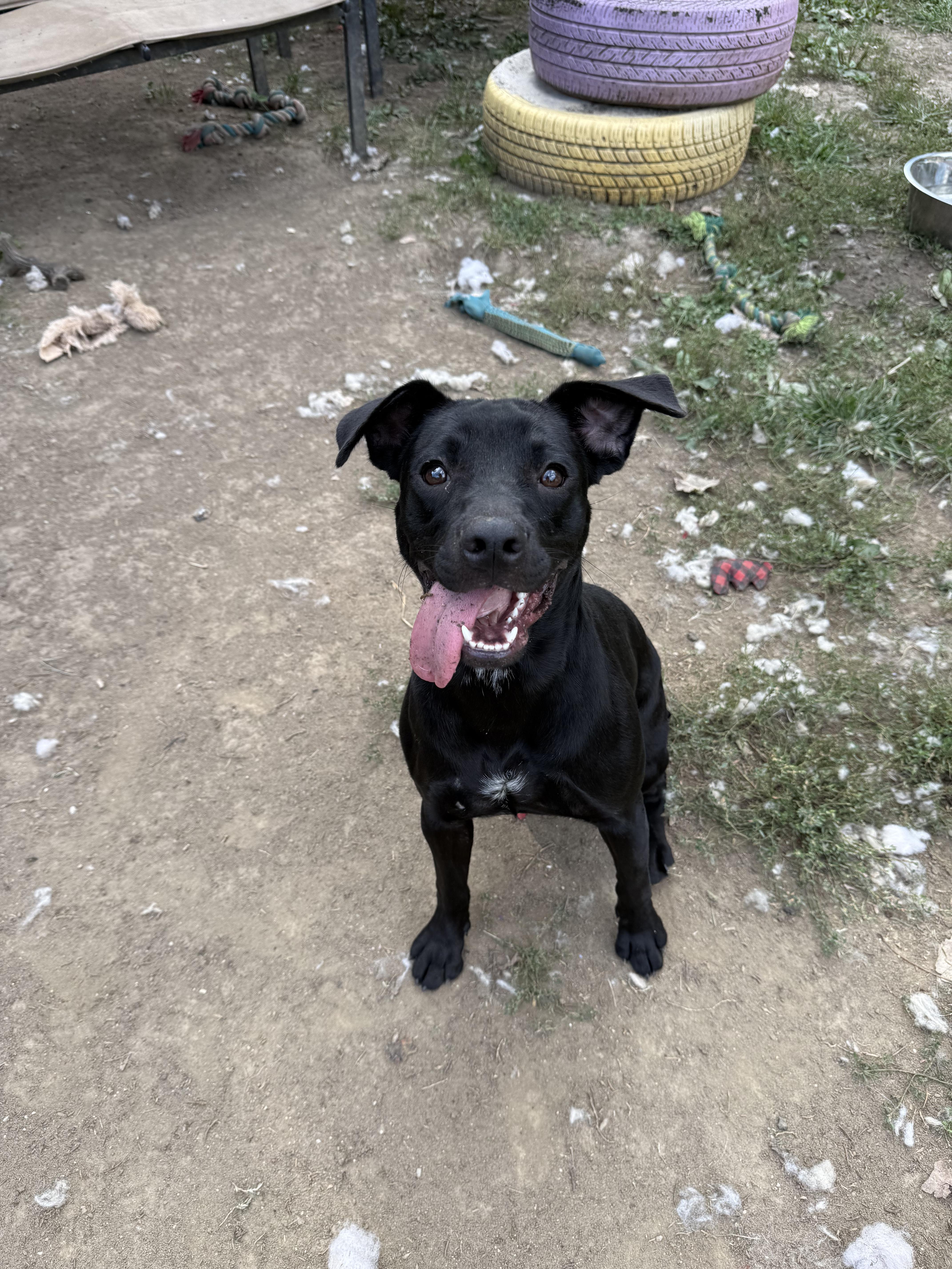 Enlarge Tallulah, a Adoptable mixed breed in INDIANAPOLIS, IN image 2/6