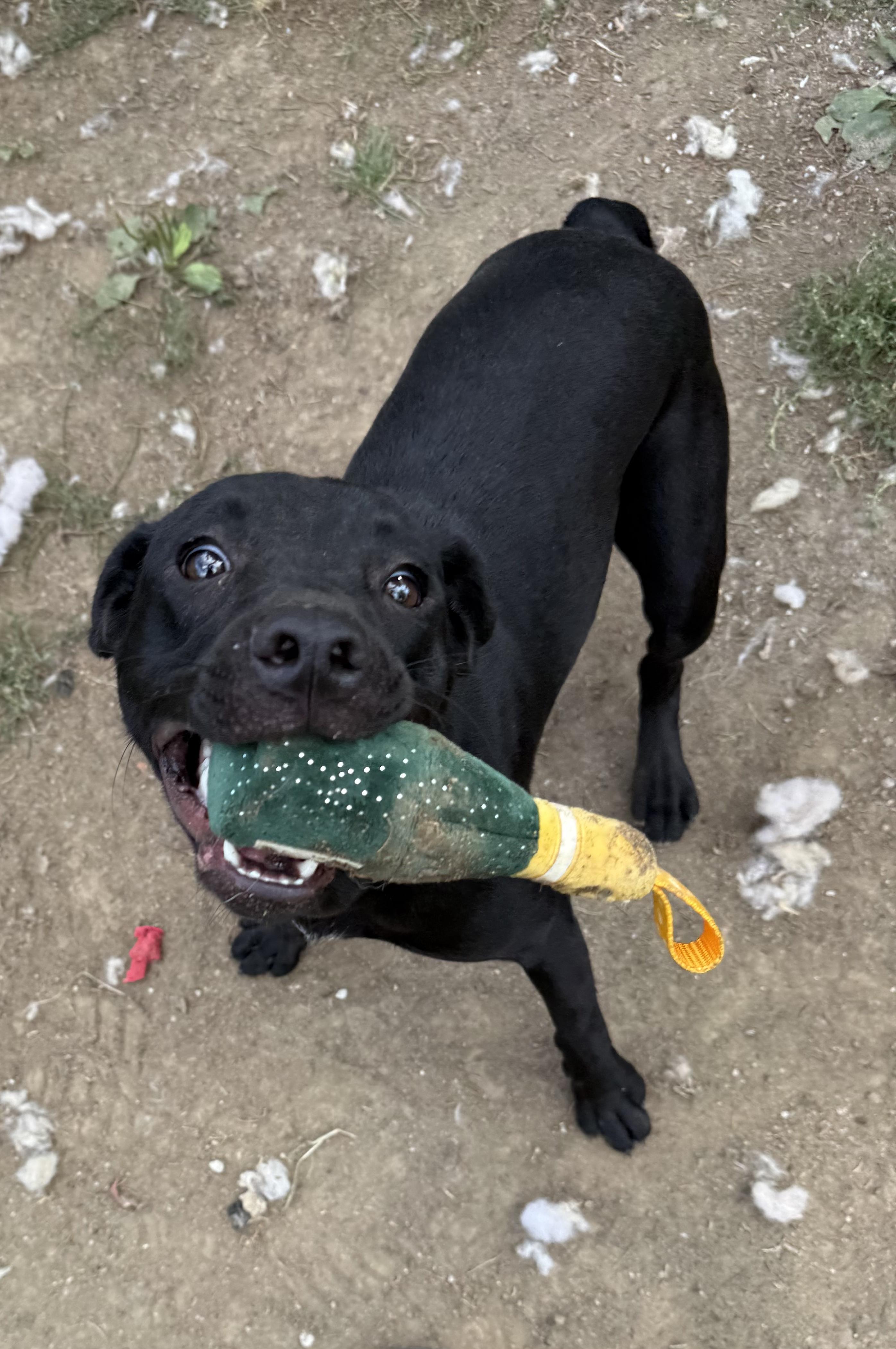 Enlarge Tallulah, a Adoptable mixed breed in INDIANAPOLIS, IN image 5/6