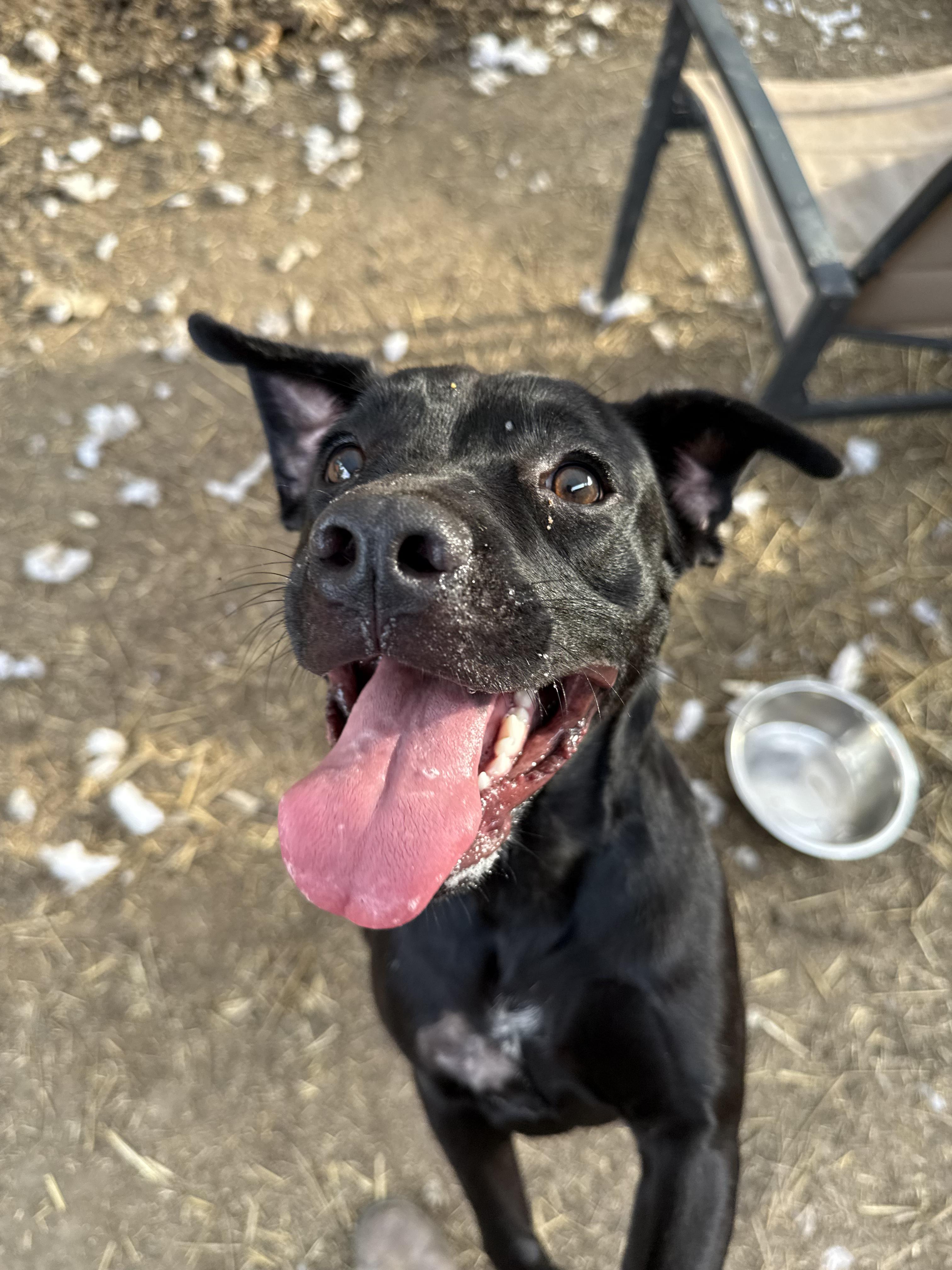 Enlarge Tallulah, a Adoptable mixed breed in INDIANAPOLIS, IN image 4/6