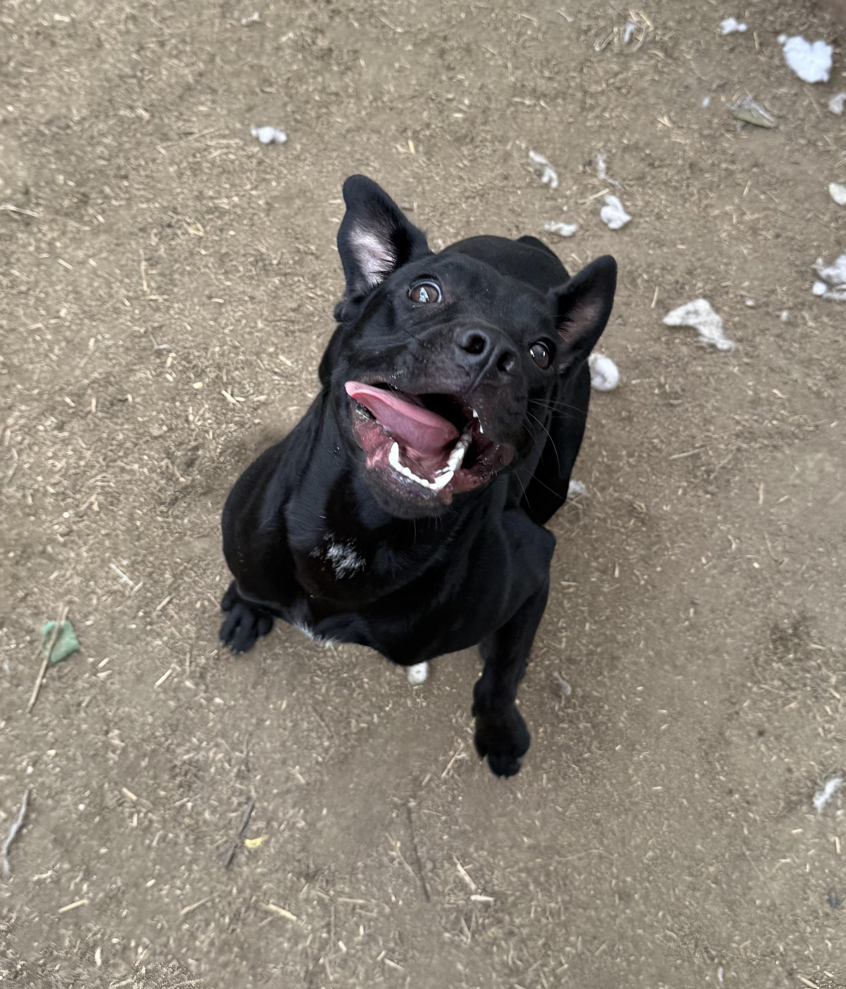 Enlarge Tallulah, a Adoptable mixed breed in INDIANAPOLIS, IN image 6/6