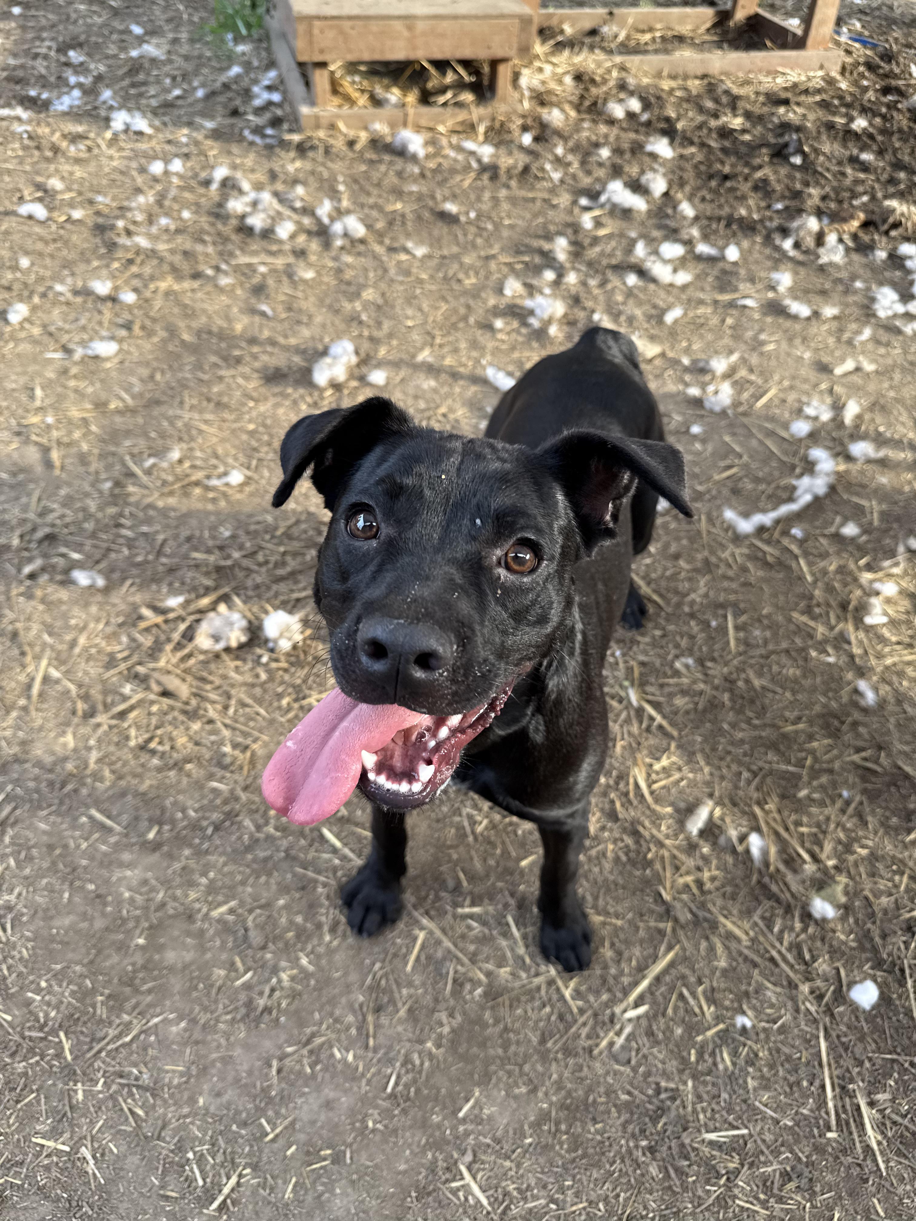 Enlarge Tallulah, a Adoptable mixed breed in INDIANAPOLIS, IN image 3/6