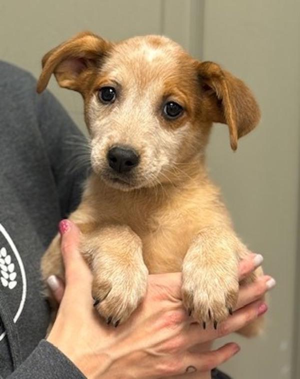 Enlarge Amy from Accounting, a Adoptable mixed breed in Littleton, CO image 1/1