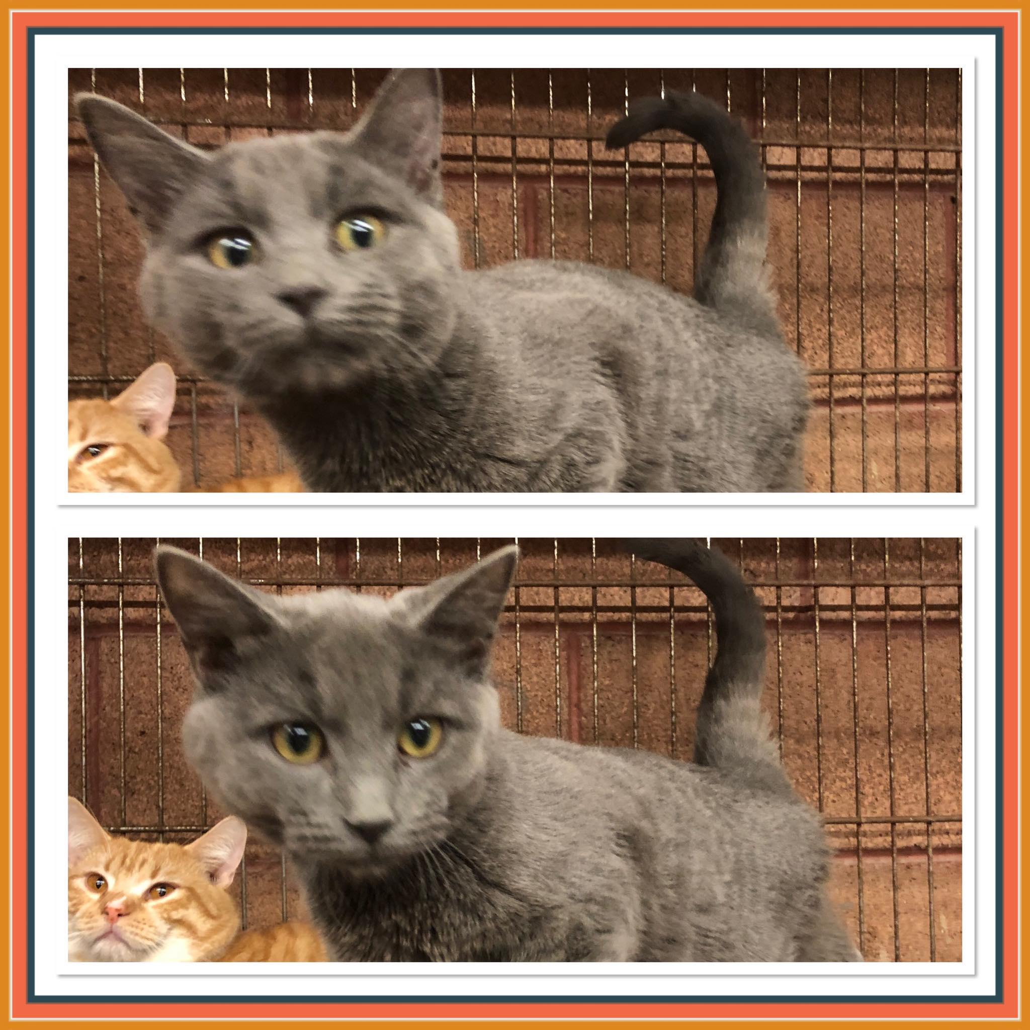 SMOKEY JOE, ADOPTABLE, Kitten Male Domestic Short Hair.