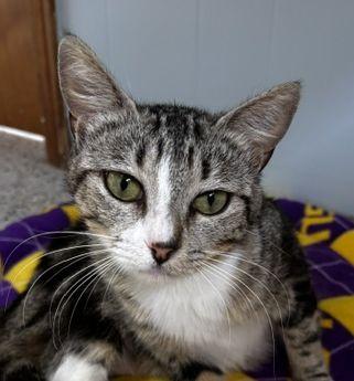 Enlarge Charlie, a Adoptable Domestic Short Hair in Lafayette, LA image 1/6