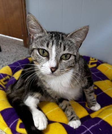 Enlarge Charlie, a Adoptable Domestic Short Hair in Lafayette, LA image 5/6