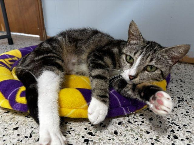 Enlarge Charlie, a Adoptable Domestic Short Hair in Lafayette, LA image 2/6