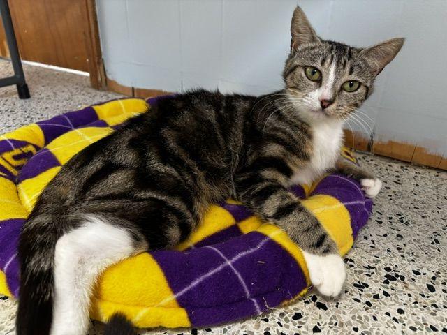 Enlarge Charlie, a Adoptable Domestic Short Hair in Lafayette, LA image 4/6