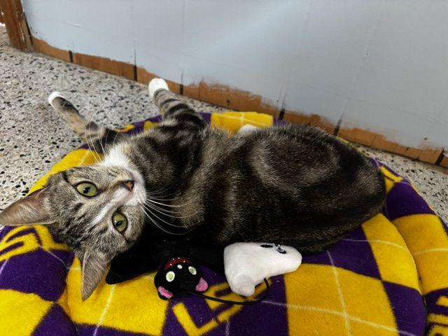 Enlarge Charlie, a Adoptable Domestic Short Hair in Lafayette, LA image 3/6
