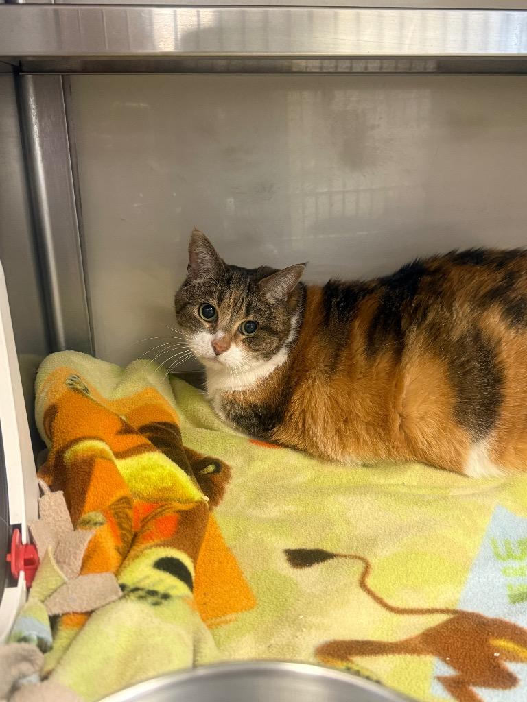 Rosie, Adoptable, Senior Female Domestic Short Hair.