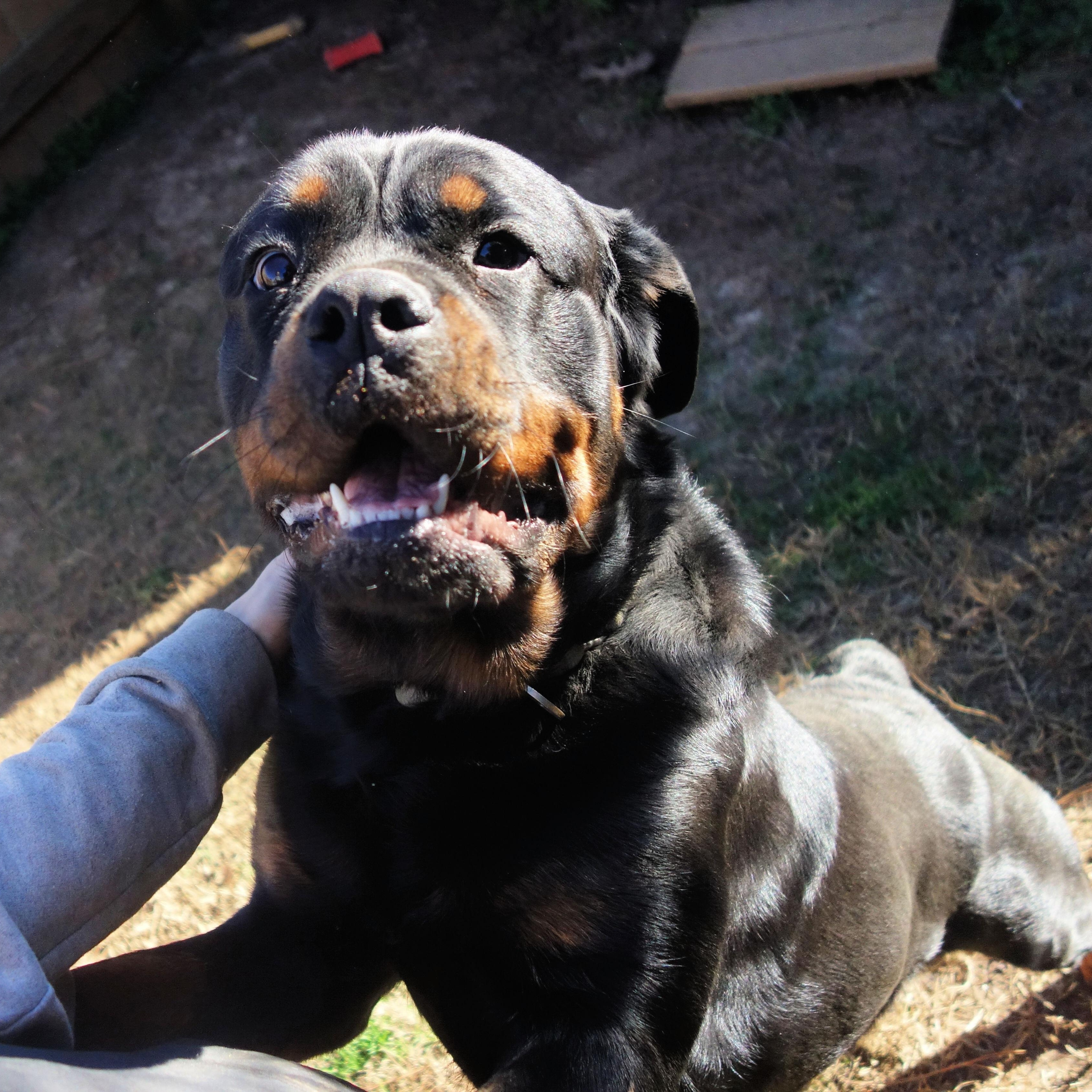 Enlarge Jolene, a Adoptable Rottweiler in Norwood, GA image 5/5