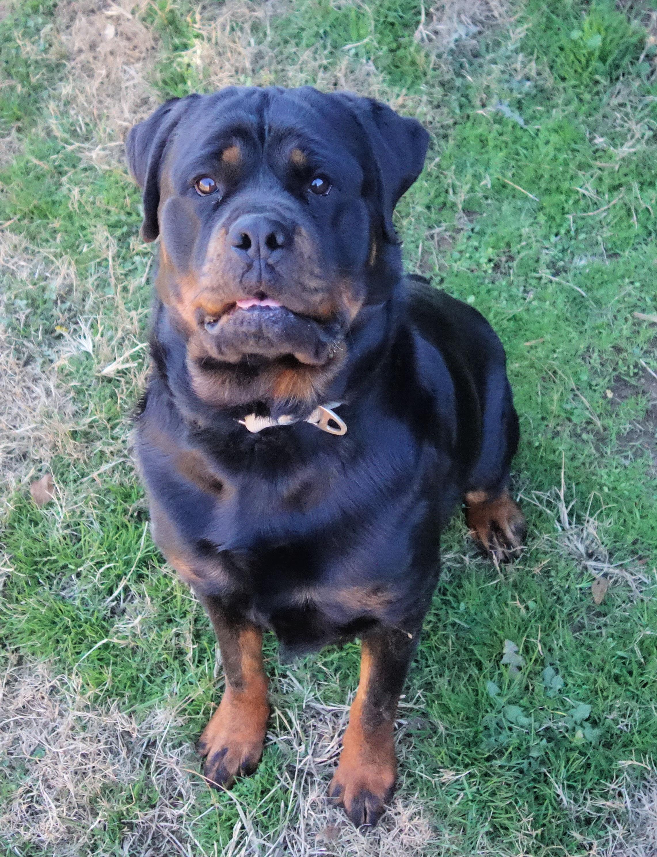 Enlarge Jolene, a Adoptable Rottweiler in Norwood, GA image 3/5