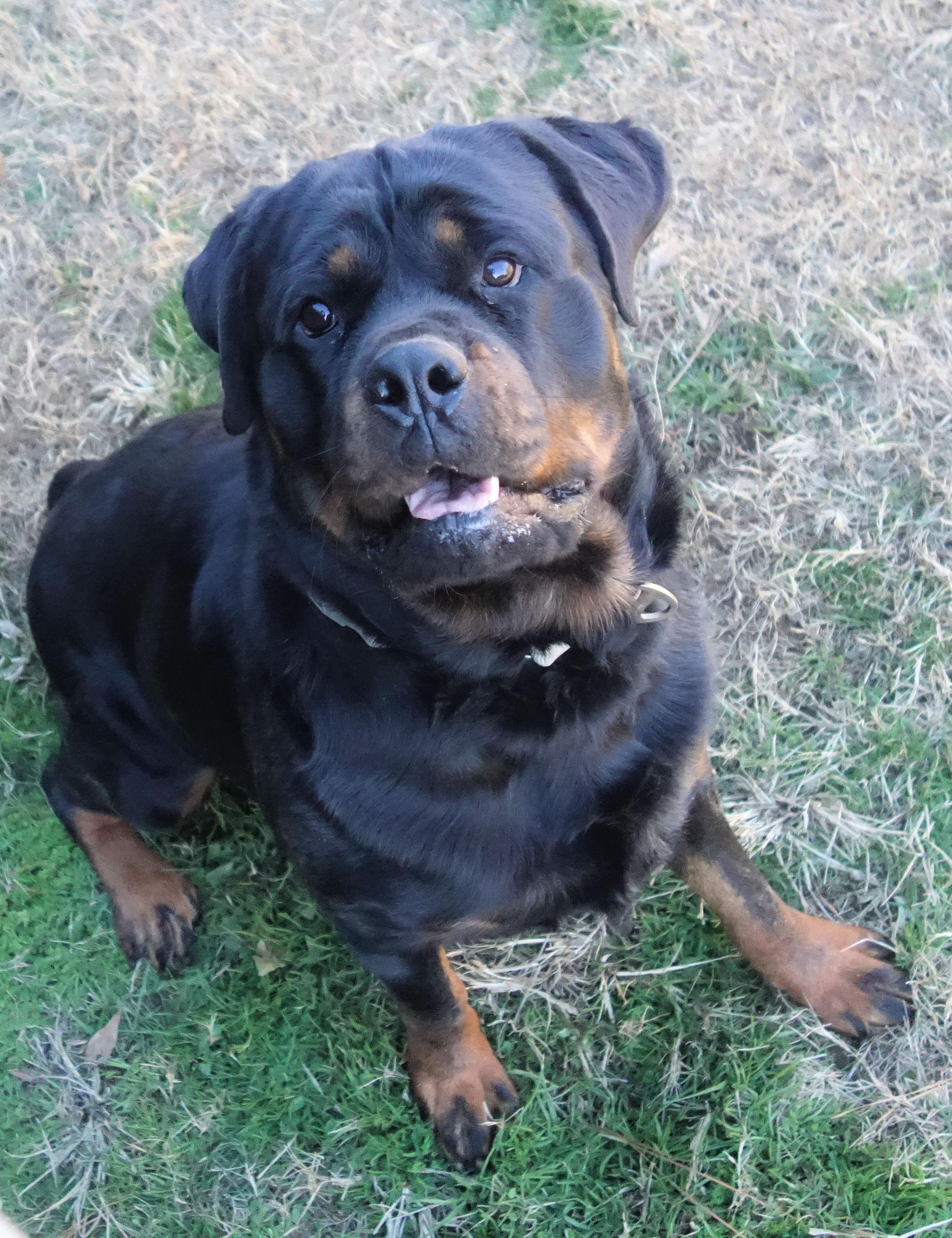 Enlarge Jolene, a Adoptable Rottweiler in Norwood, GA image 4/5