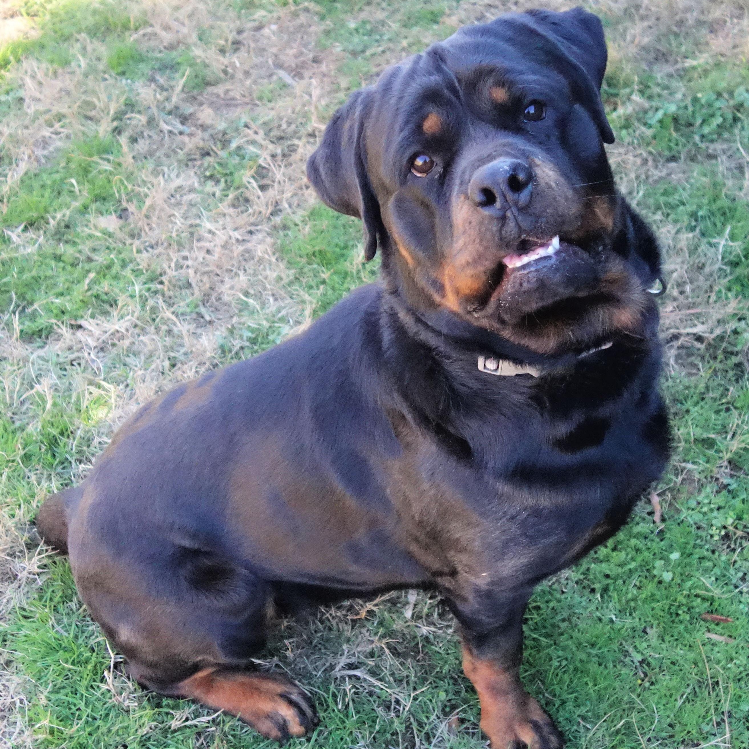 Enlarge Jolene, a Adoptable Rottweiler in Norwood, GA image 1/5