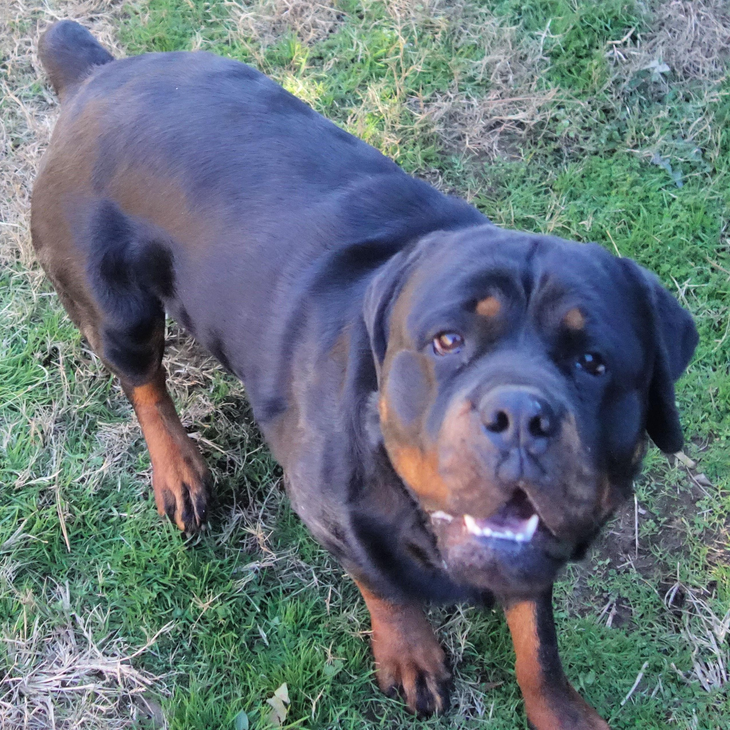 Enlarge Jolene, a Adoptable Rottweiler in Norwood, GA image 2/5