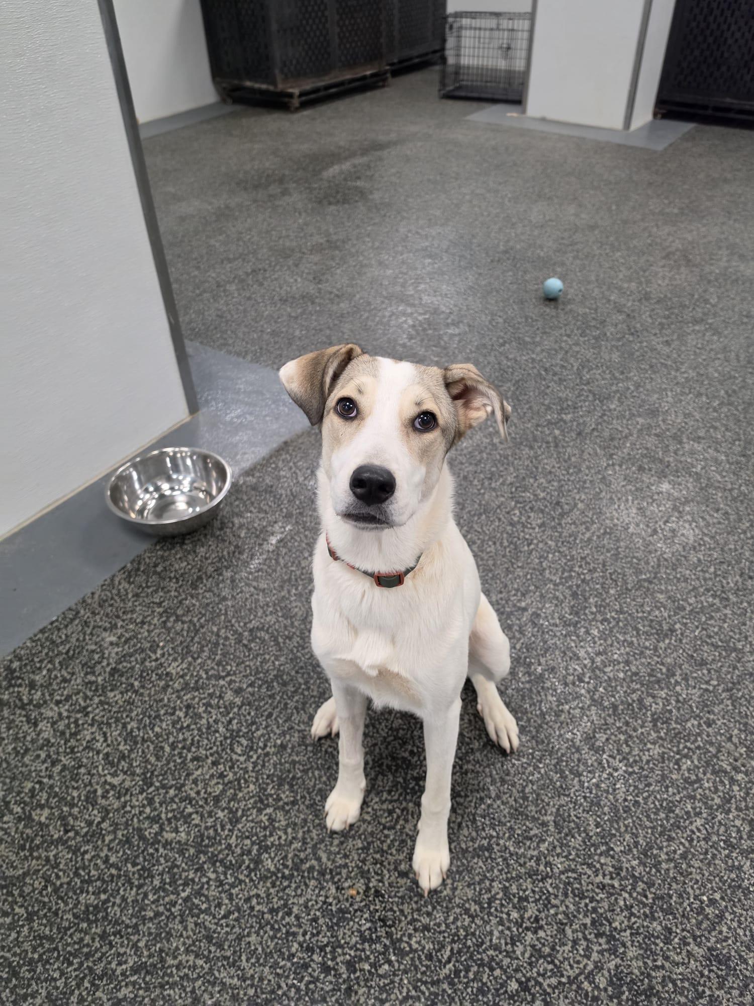 Enlarge Libby, a Adoptable mixed breed in Aurora, ON image 4/4