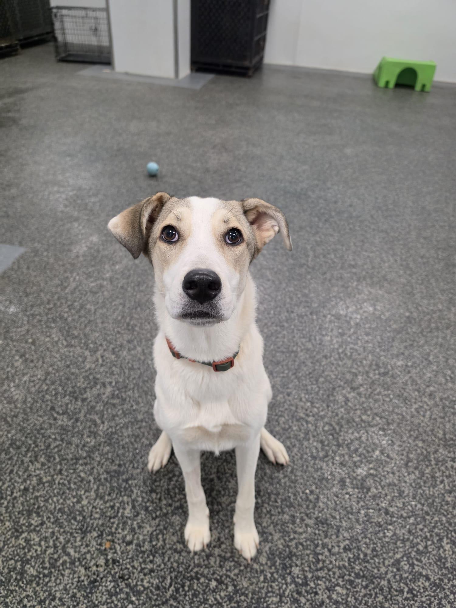 Enlarge Libby, a Adoptable mixed breed in Aurora, ON image 2/4