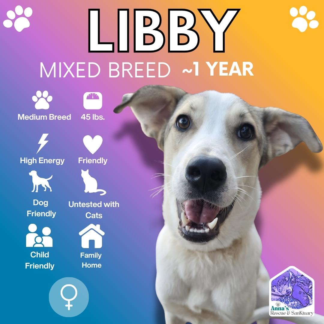 Libby, Adoptable, Young Female Mixed Breed.