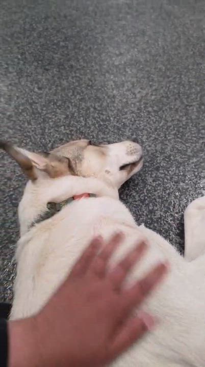 Enlarge Libby, a Adoptable mixed breed in Aurora, ON video 3/4