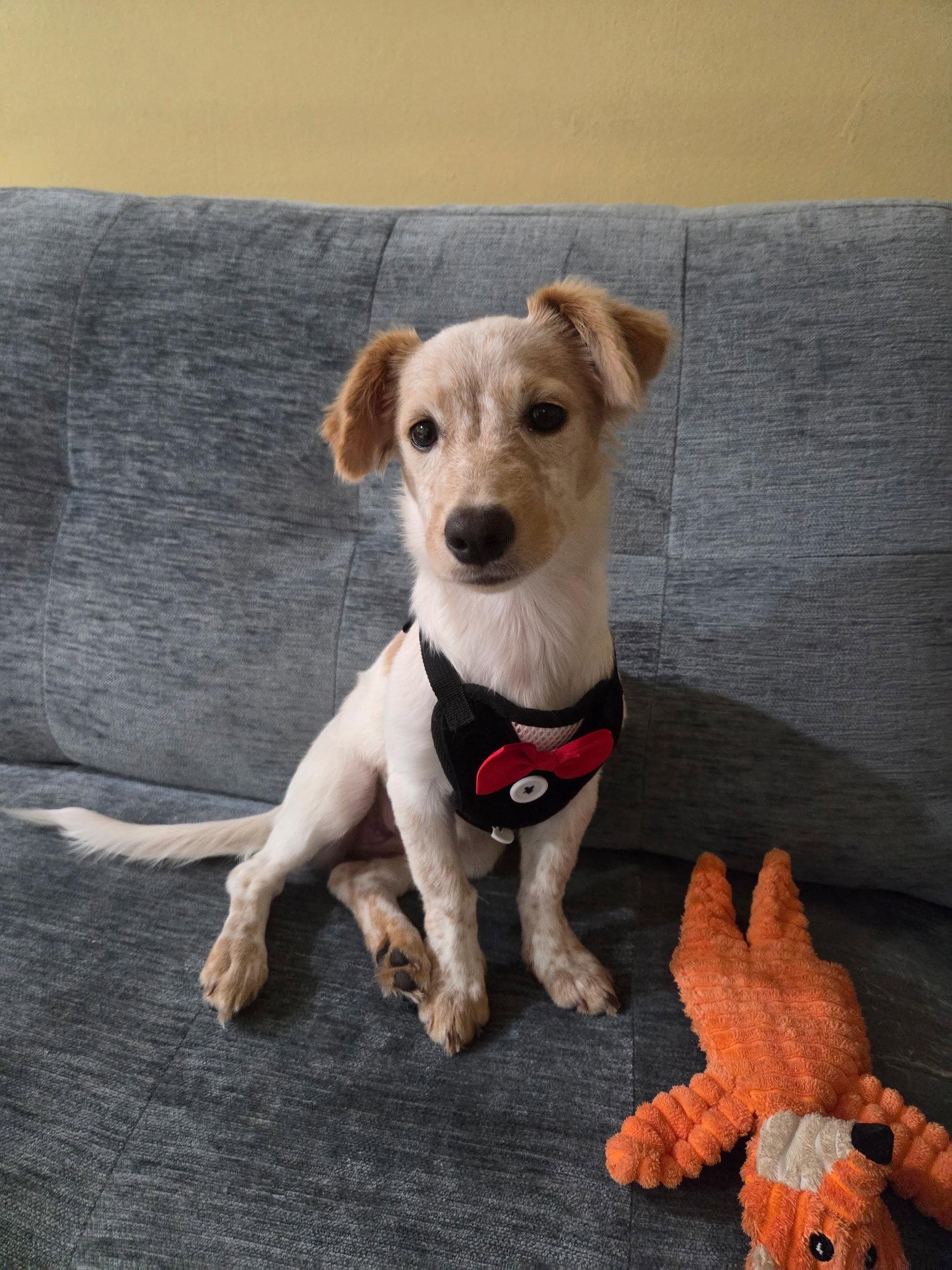 Beverly, Adoptable, Puppy Female Mixed Breed.