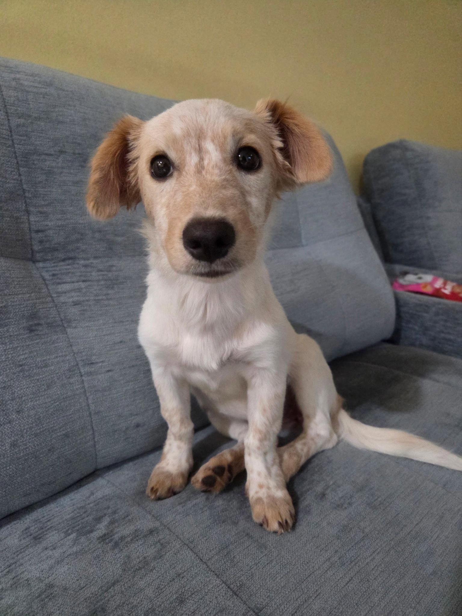 Enlarge Beverly, a Adoptable Mixed Breed in Morganville, NJ image 2/2