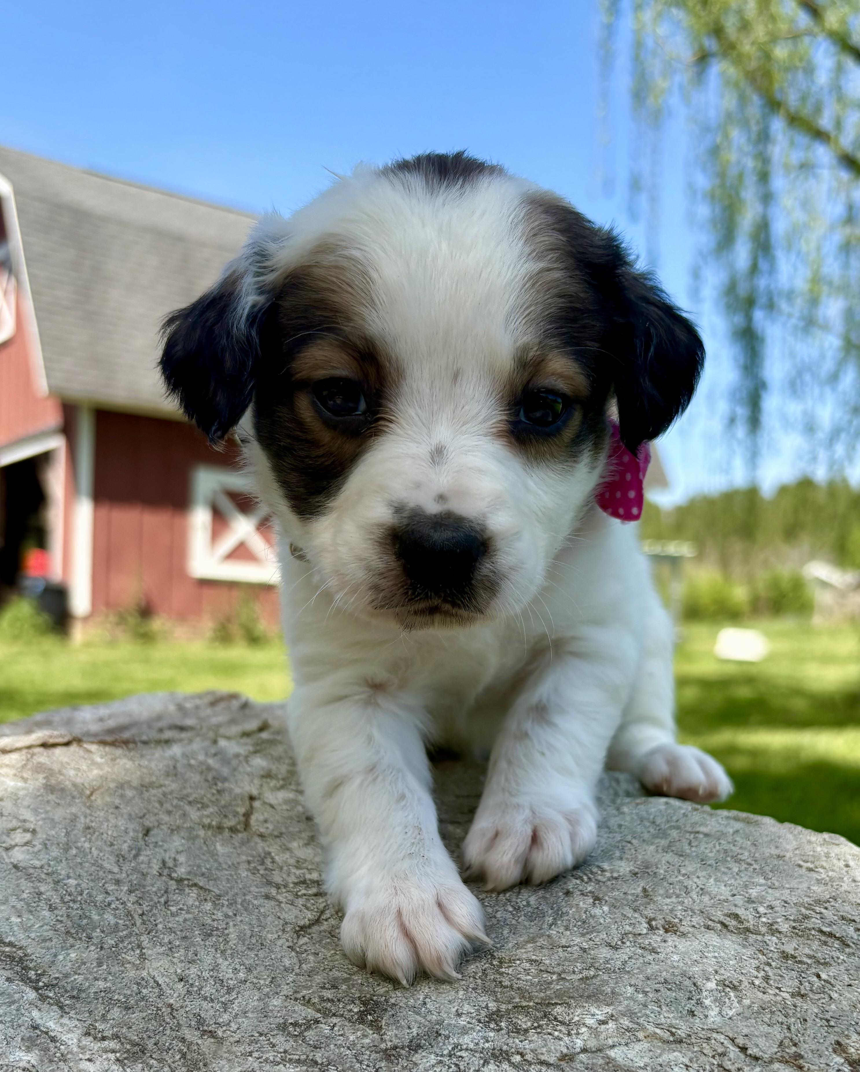 Enlarge Izzie, an adopted mixed breed in Pittsboro, NC image 3/5