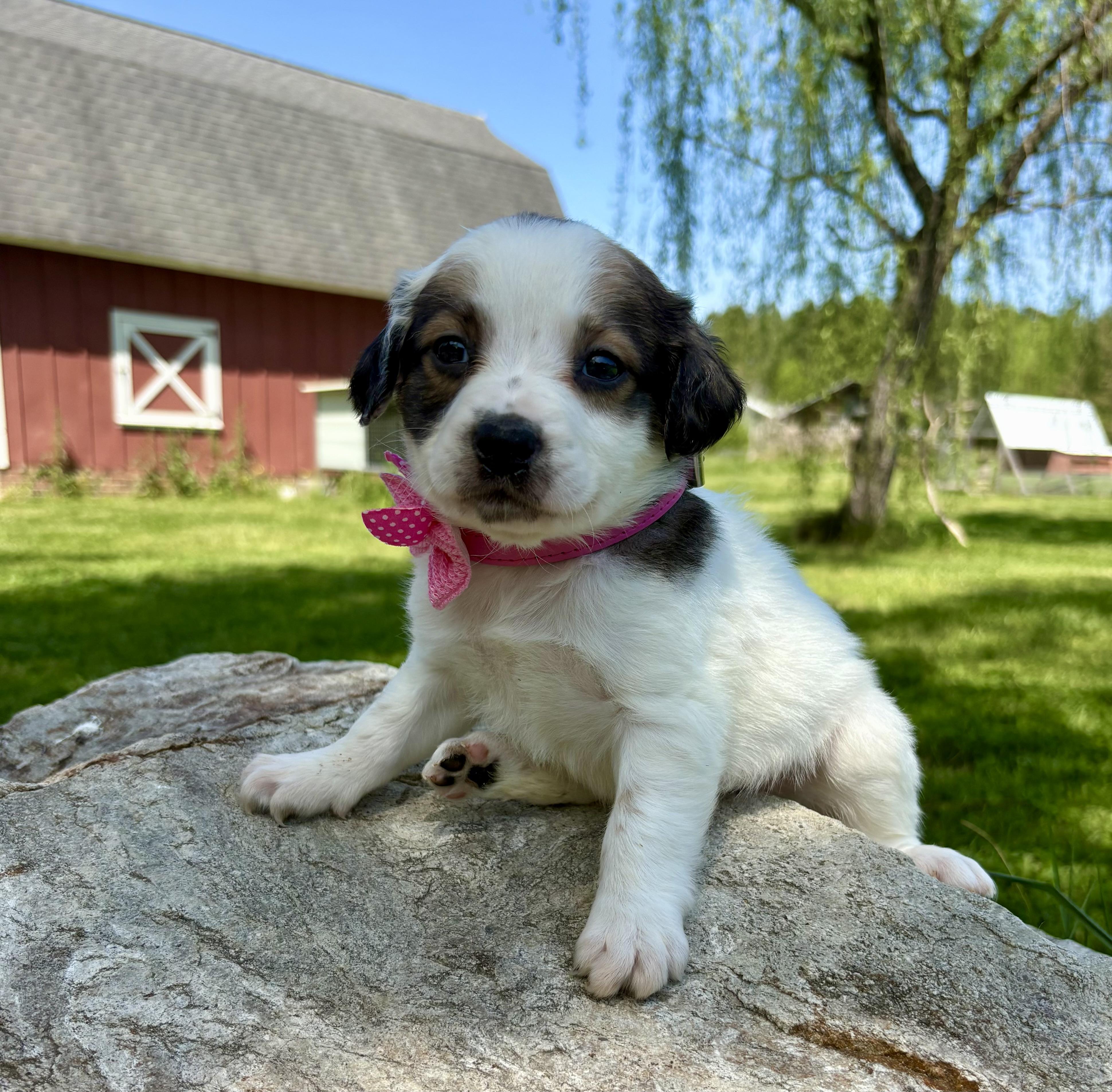 Enlarge Izzie, an adopted mixed breed in Pittsboro, NC image 2/5