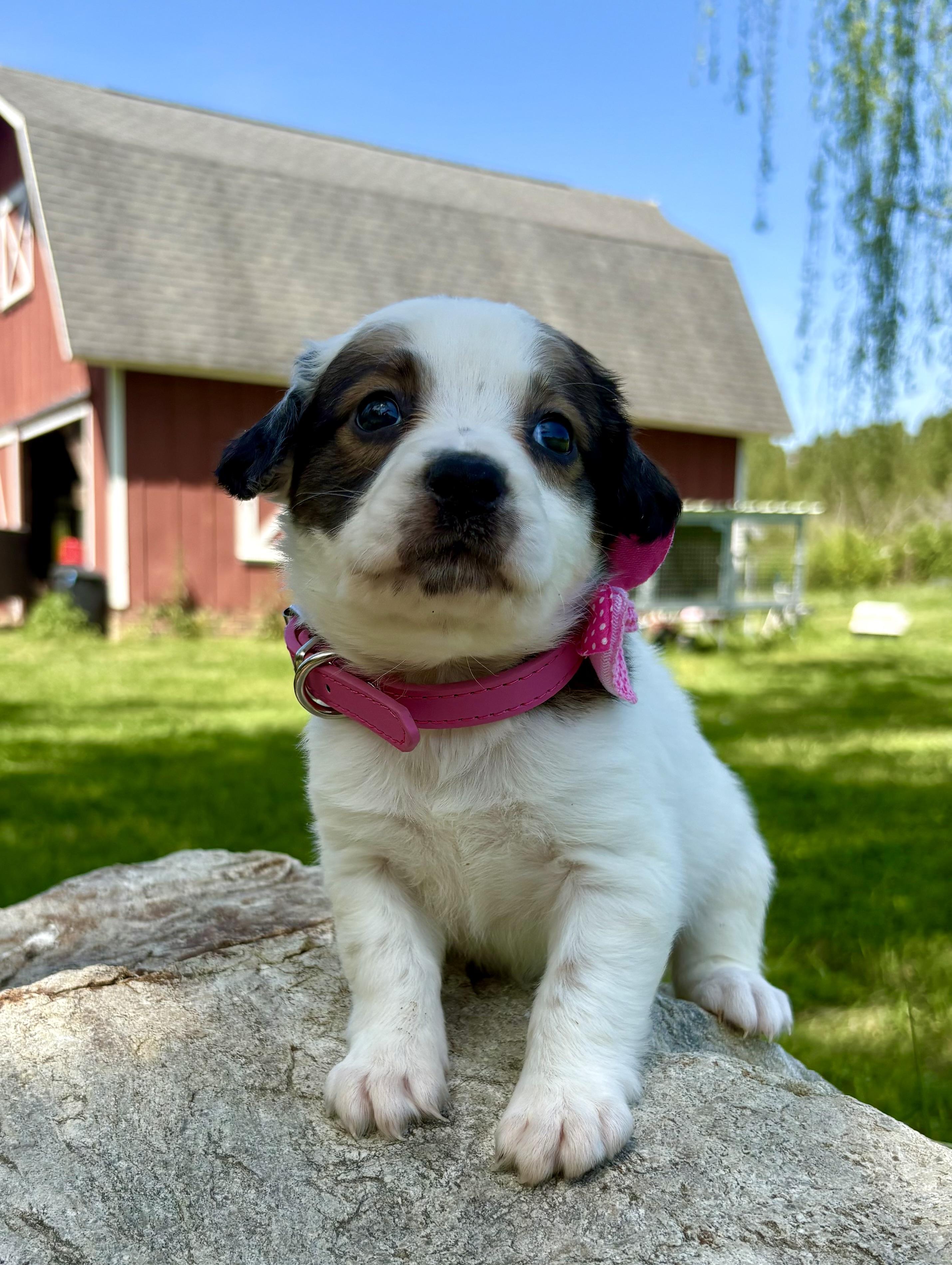 Enlarge Izzie, an adopted mixed breed in Pittsboro, NC image 4/5