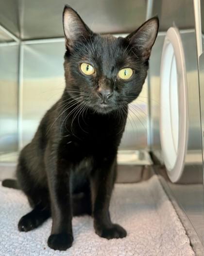 Sabrina, Adoptable, Kitten Female Domestic Short Hair & Domestic Short Hair.
