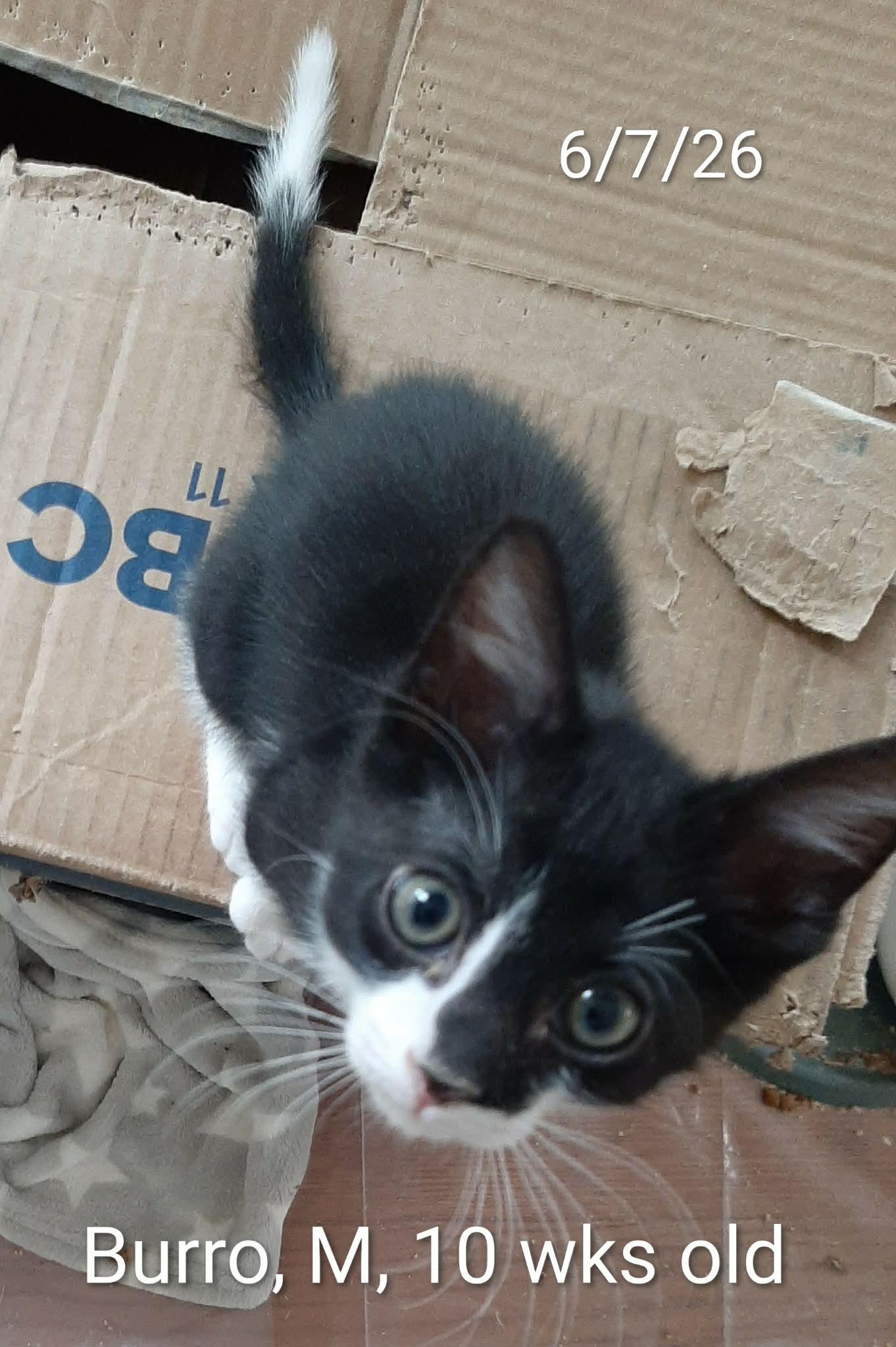 Burro, adopted, Kitten Male Domestic Short Hair.