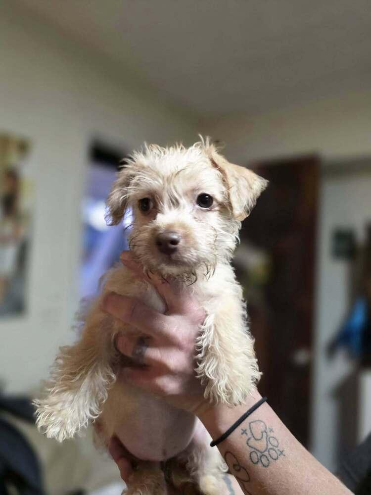 Enlarge Mora, a Adoptable mixed breed in Chattanooga, TN image 1/2