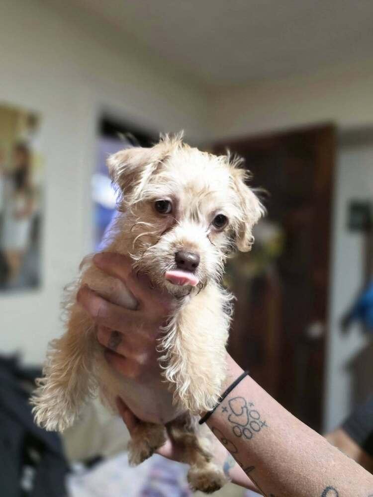 Enlarge Mora, a Adoptable mixed breed in Chattanooga, TN image 2/2