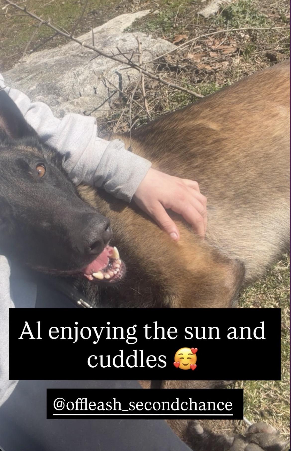 Enlarge Al, a ADOPTABLE Belgian Shepherd / Malinois in Duxbury, MA image 2/2