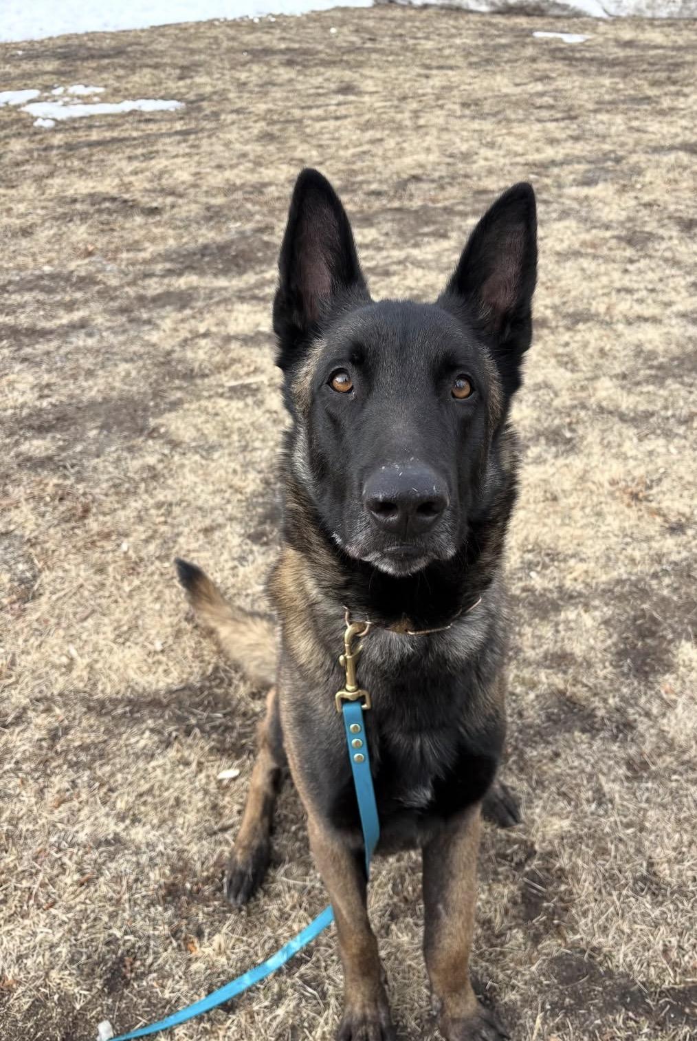 Al, ADOPTABLE, Adult Male Belgian Shepherd / Malinois.